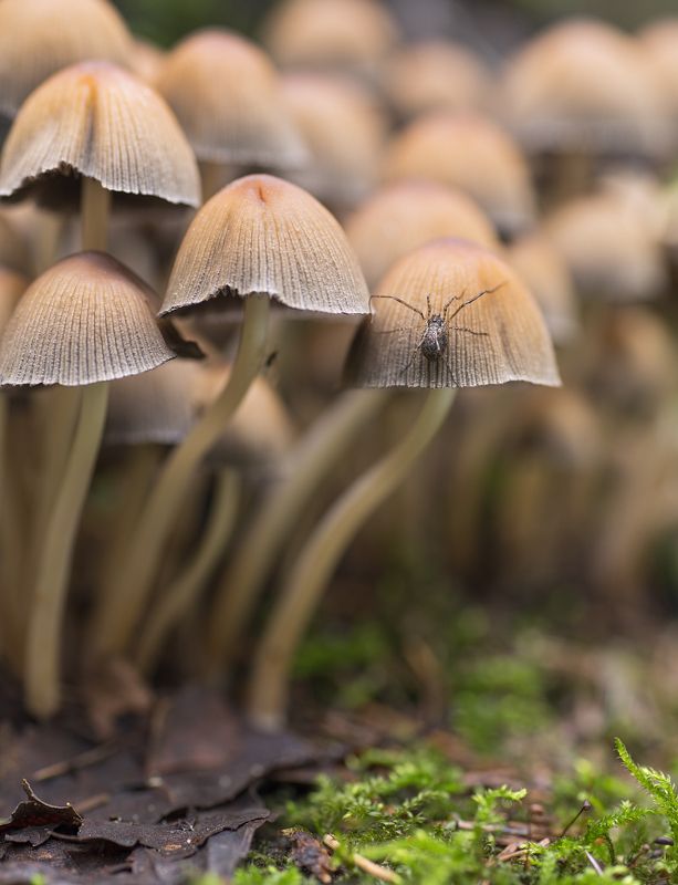 Грибы,паук Осенееphoto preview