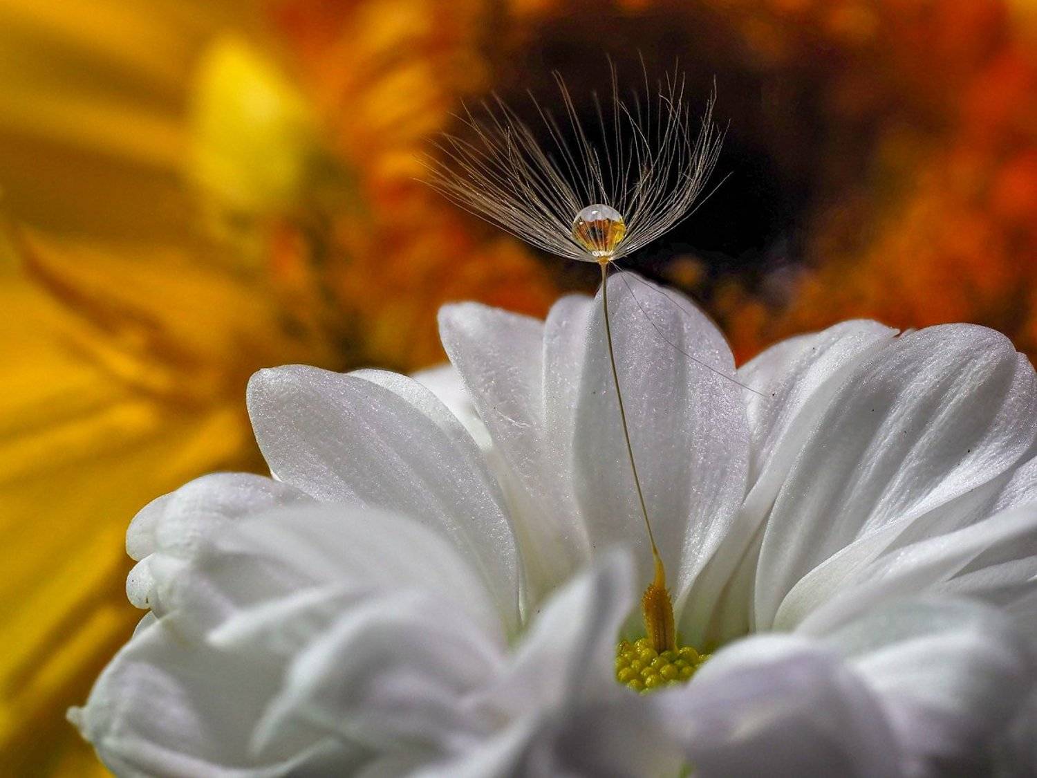 , Марина Брыдня