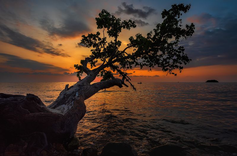 путешествие, Ко Чанг, закат, морской пейзаж, остров, Дерево заката.photo preview