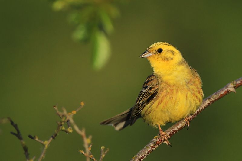 bird,yellow,green,spring,morning,birds,songbird,scene,forest,woods,beauty Yellowhammerphoto preview