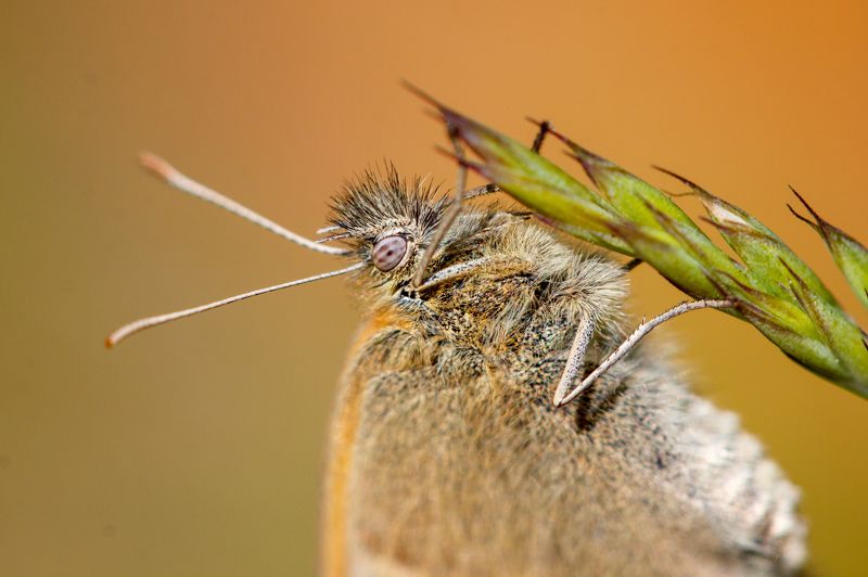 макро, бабочка, насекомое, оранжевый Макрошубкаphoto preview