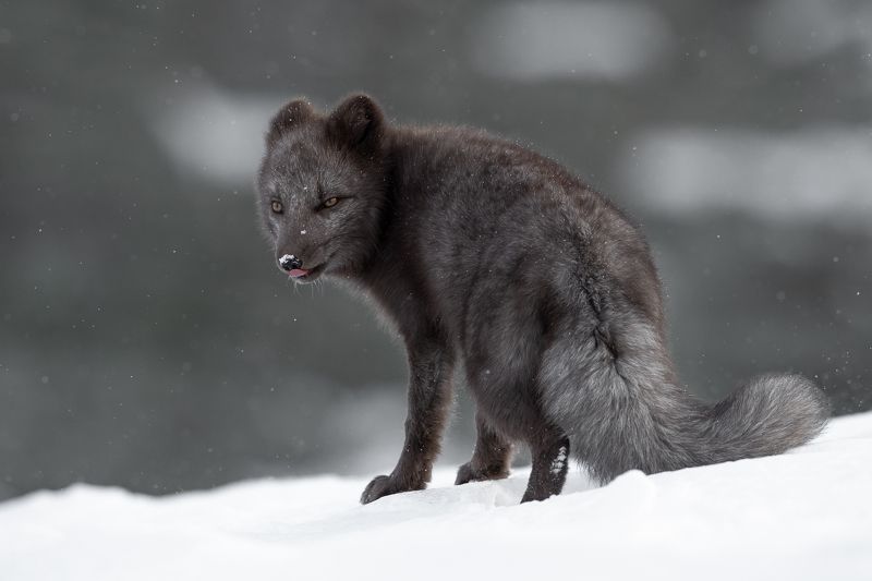 arcticfox, animal, wildlife Arctic Fox in snowphoto preview