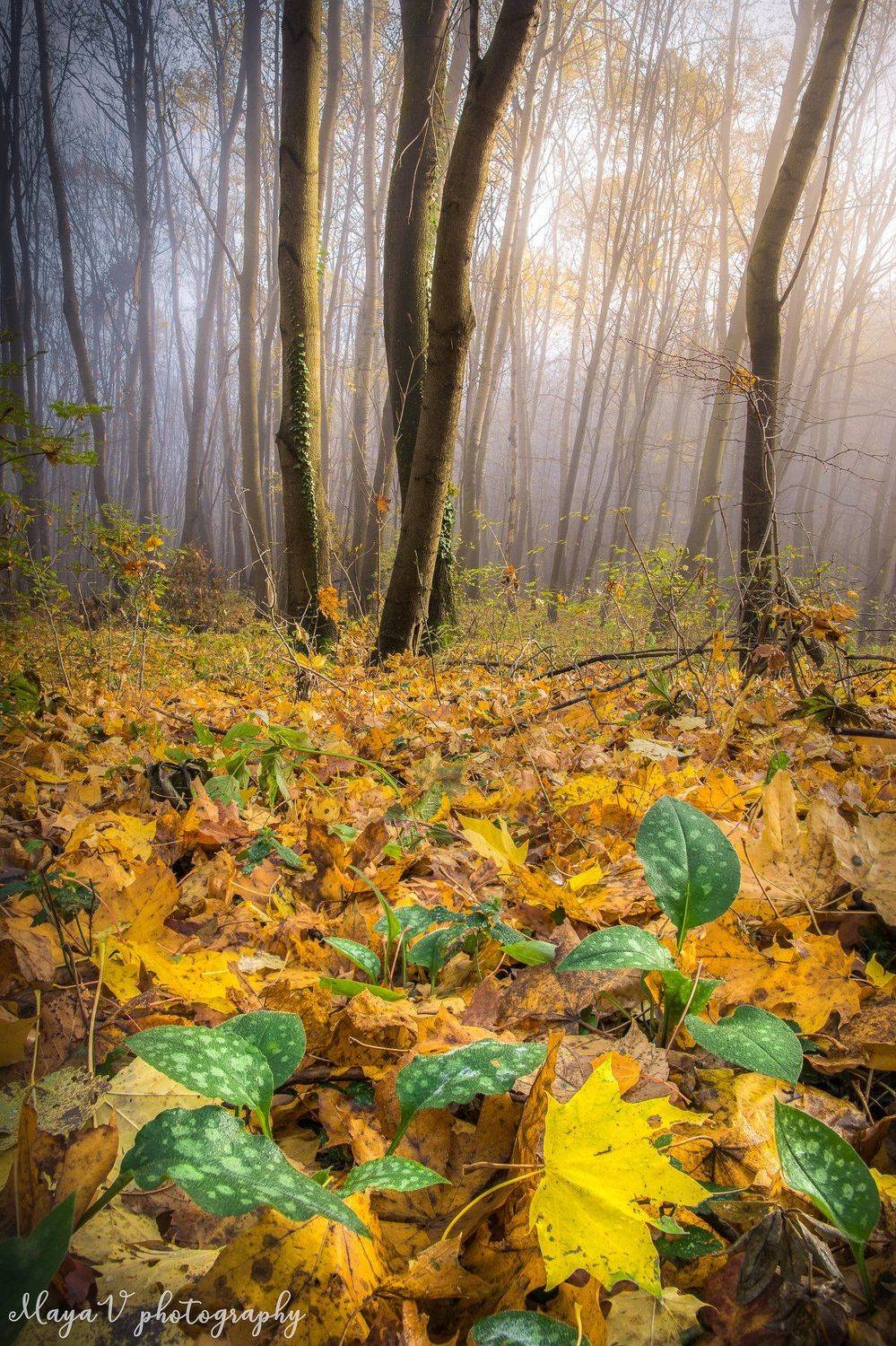 #bulgaria #autumn #осень #sunrise #vitosha #mountains #sofia, Mая Врънгова