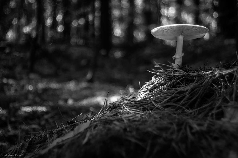 природа,пейзаж,осень,грибы,чб,лес,мухомор ..photo preview