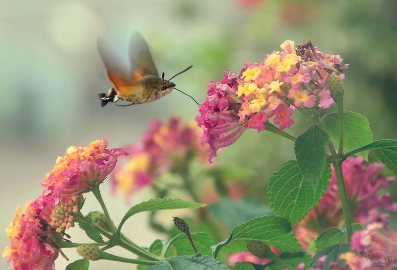 Fruczak gołąbekphoto preview