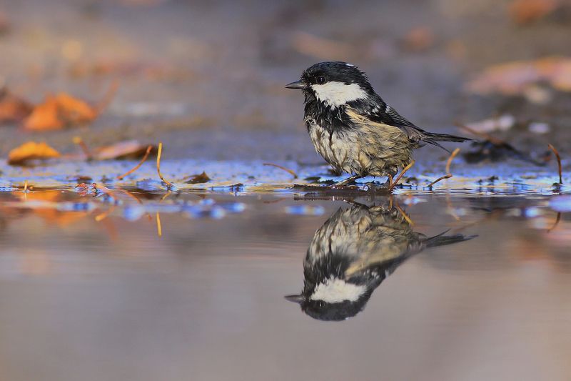 mirror,autumn,beauty,nature,wild,bird,wildlife,forest,birds,puddle,scenery,water Autumn mirrorphoto preview