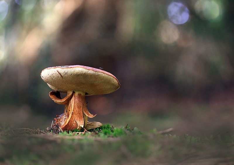 Гриб,лес,осень. Леший.photo preview