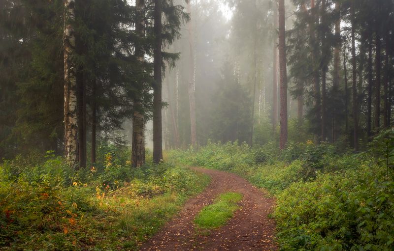 питер, павловск, павловскийпарк, павловский, осень, туман, landscape, tsarskoyeselo, autumn Сентябрьский парк. . . .photo preview