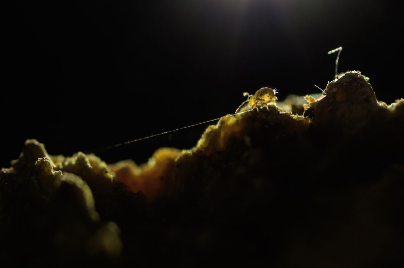 Канатоходецphoto preview