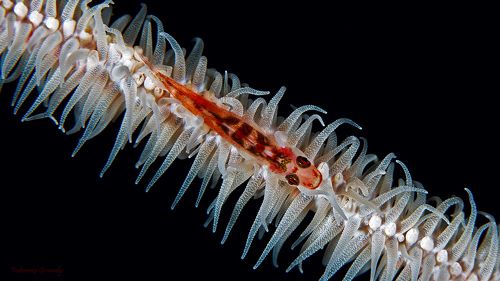 Красное и Белое.