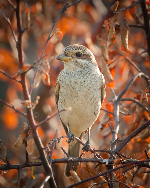 Обыкновенный жулан, или сорокопут-жулан (лат. Lanius collurio) Обыкновенный жулан, или сорокопут-жулан (лат. Lanius collurio) photo preview
