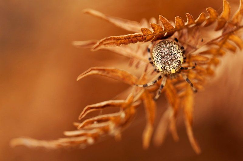 паук узорчатыйphoto preview