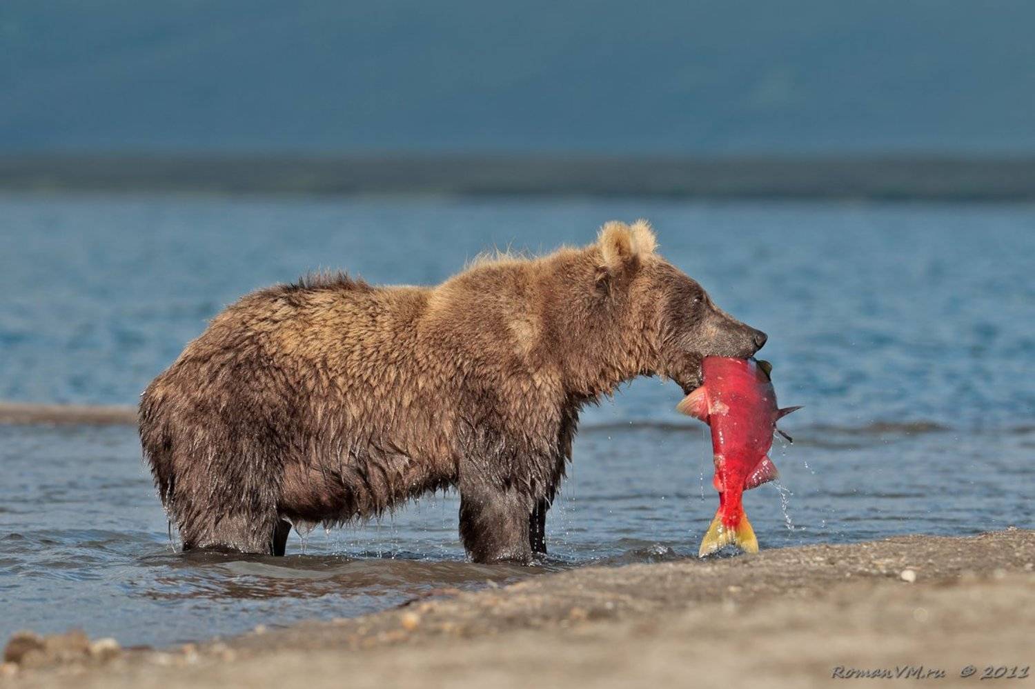 камчатка, медведь, озеро курильское, нерка, Роман Мурушкин