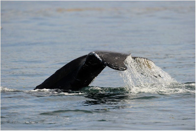 аляска,киты хвост. Помашем хвостом.photo preview