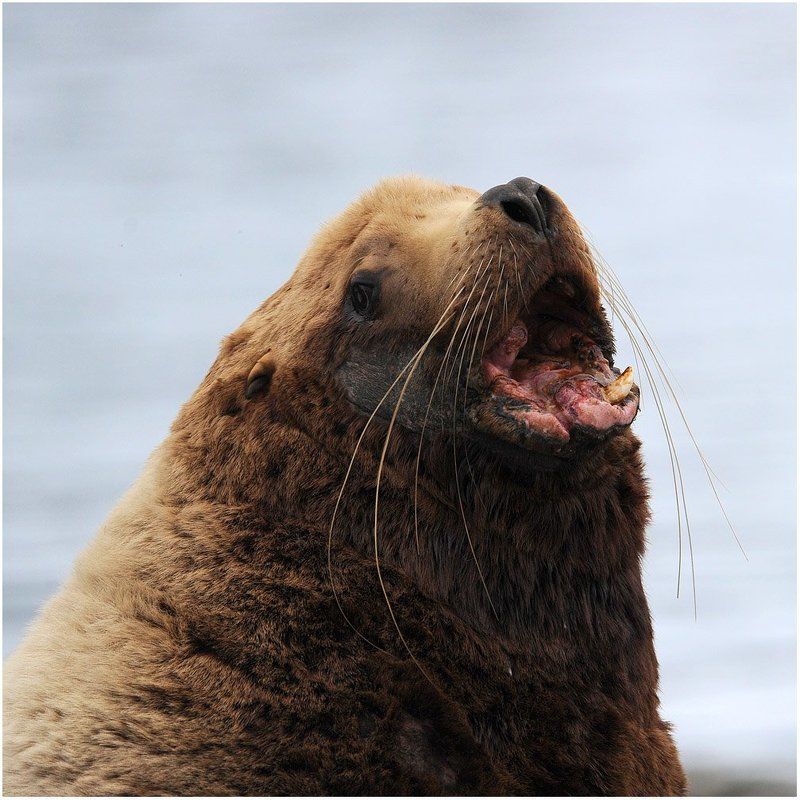 аляска,уналашка,морской лев. Старый вожак.photo preview