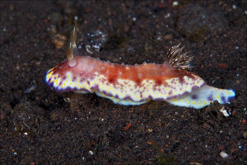 nudibranch, underwater, bali Голый и нарядныйphoto preview