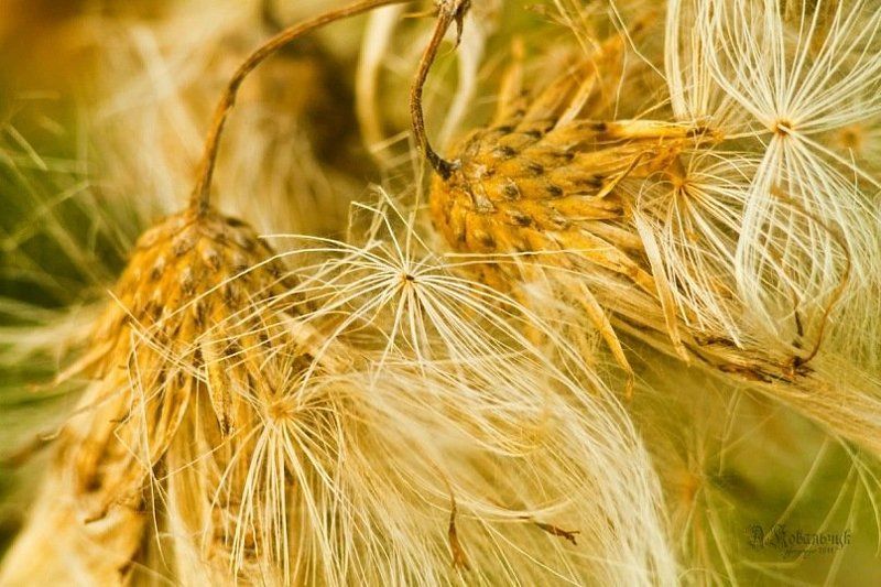 трава, пейзаж, закат, свет, солнце, красное, поле, лето, пух, небо, Первые дни осени...photo preview