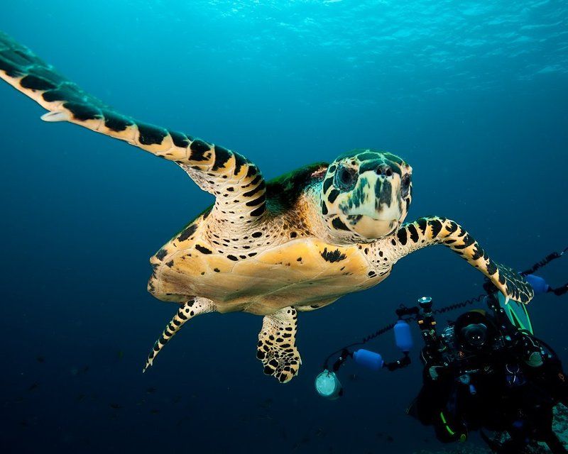 черепаха, , дайвинг, underwater Приятная встречаphoto preview