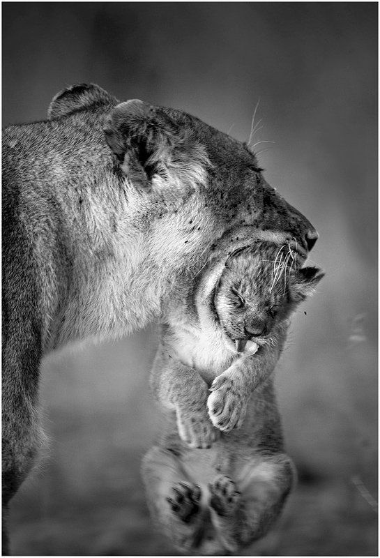 масай мара, львица, львенок. В маминой пасти.photo preview