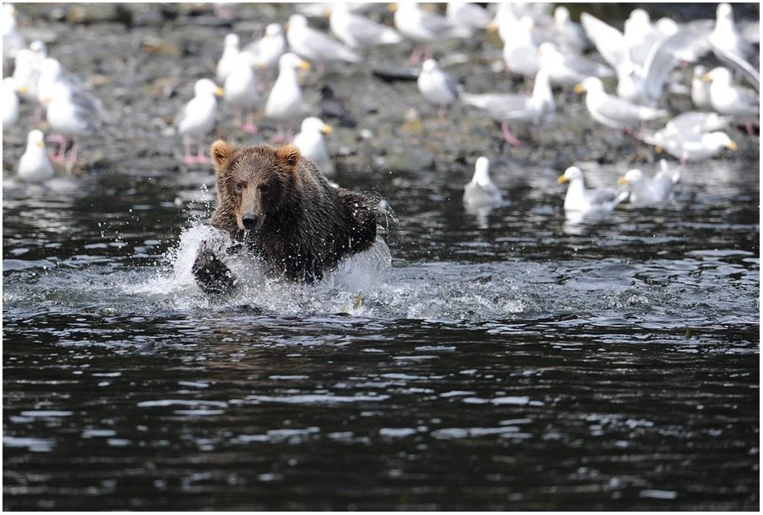 Сконцентрированый.. Автор: Roman Gamurar аляска,медведь,, Roman Gamurar