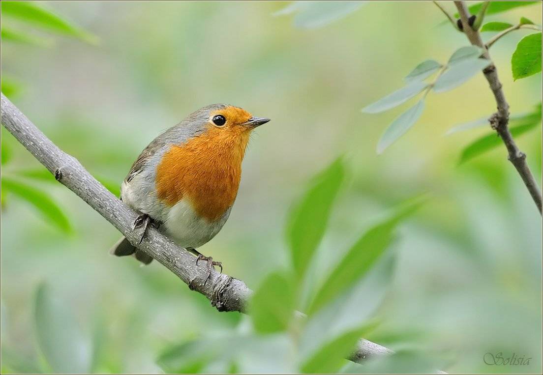 Осеннее настроение. Автор: Солисия птицы, природа, зарянка, малиновка, erithacus rubecula, Солисия