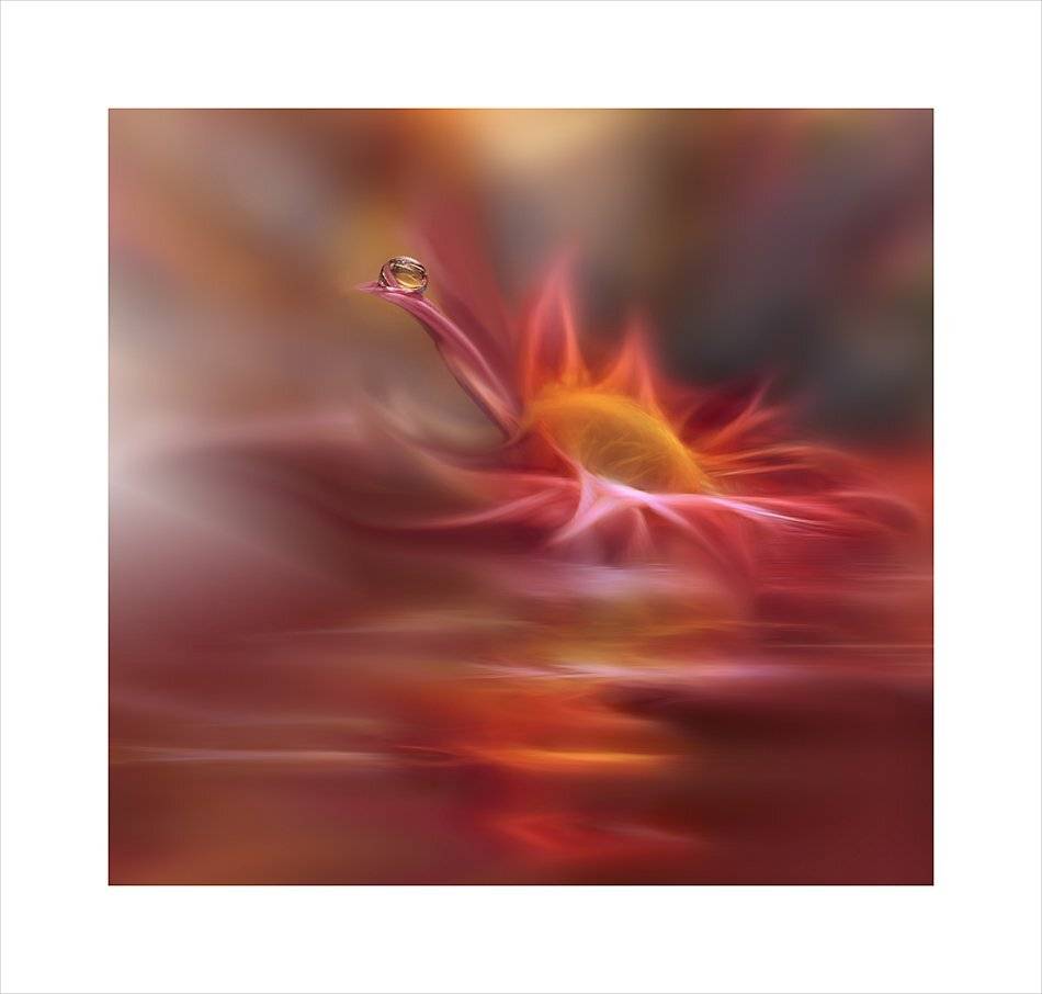 Flower, Macro, Water, Juliana Nan