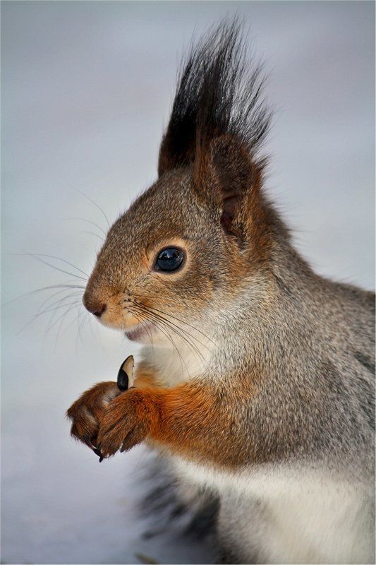 белка,природа,  фото превью