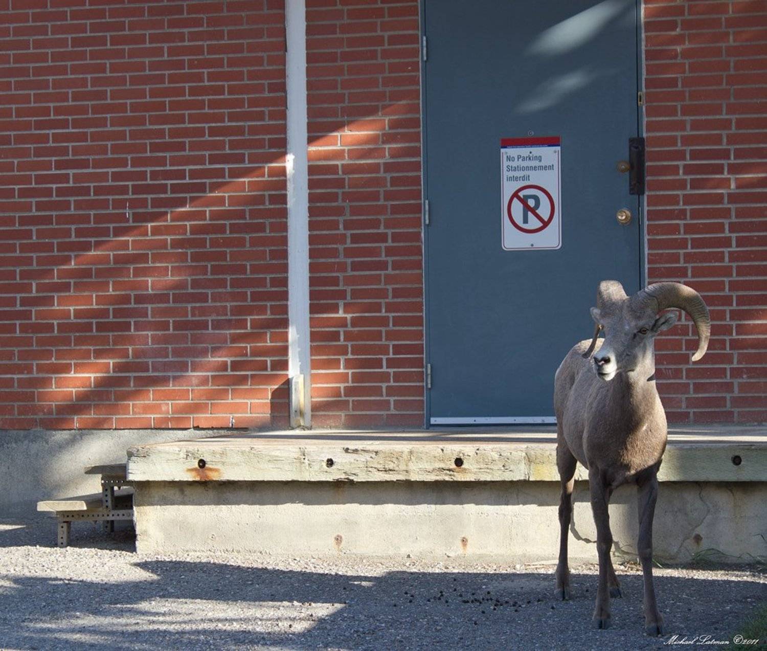 На грани штрафа.... Автор: Michael Latman mountain sheep,parking ,town,animal, Michael Latman
