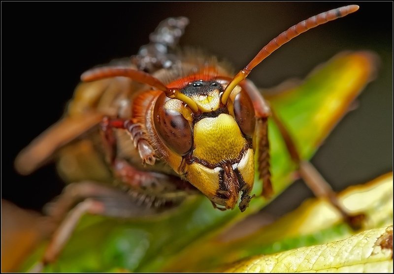 Шершень.photo preview