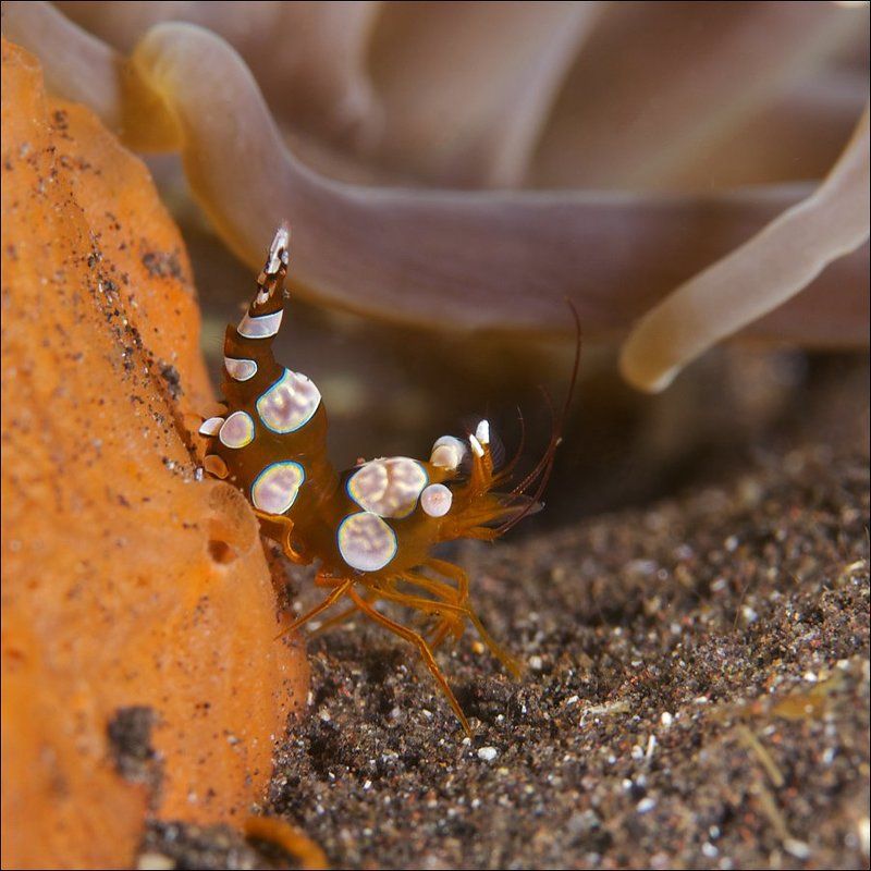 shrimp, sexy, underwater, bali Sexy shrimp.photo preview