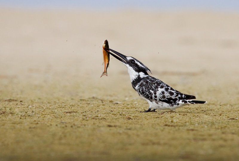 малый, пегий, зимородок кровожадный зимородокphoto preview
