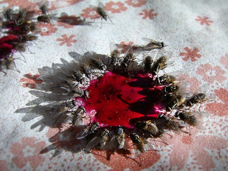 варенье, мухи Пирphoto preview