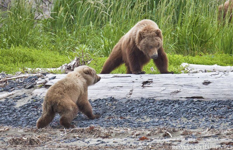 Царь горы / The King of the hill.  Alaskaphoto preview