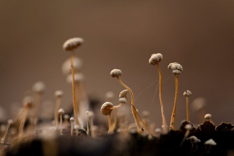 гриб, осень узникиphoto preview