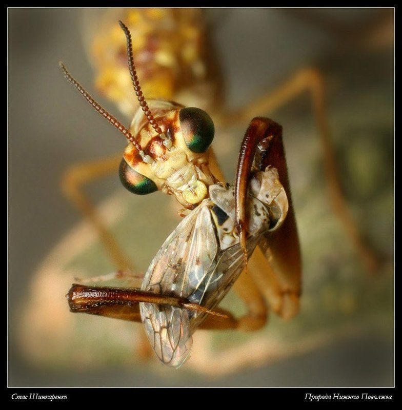 Трапеза монстраphoto preview