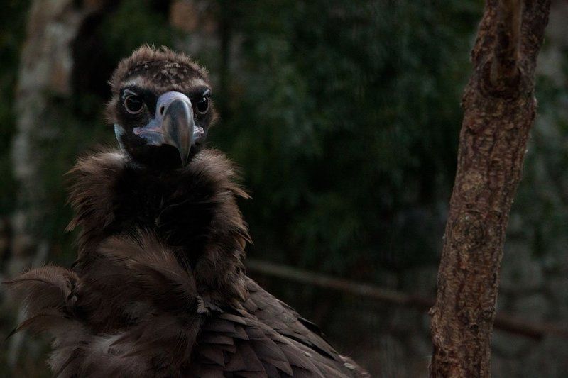 big bird portrait / портрет большой птичкиphoto preview