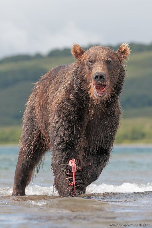 камчатка, медведь, озеро курильское, нерка Балу. фото превью