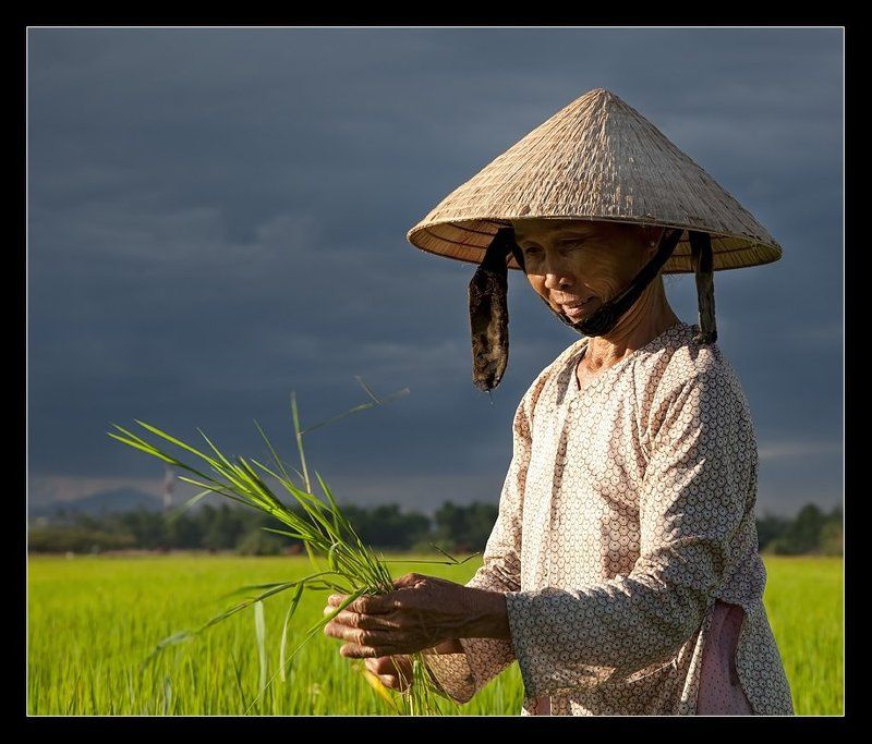вьетнам, хой, ань, рис, поле, вьетнамка Лица Вьетнама. Крестьянка...photo preview