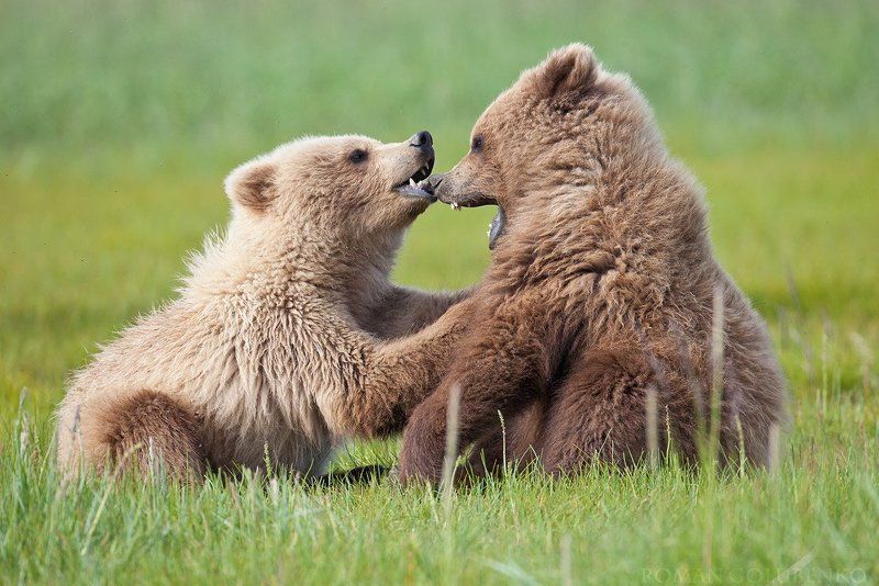 Только за нос не кусай ! / Don\'t bite my nose. Alaskaphoto preview