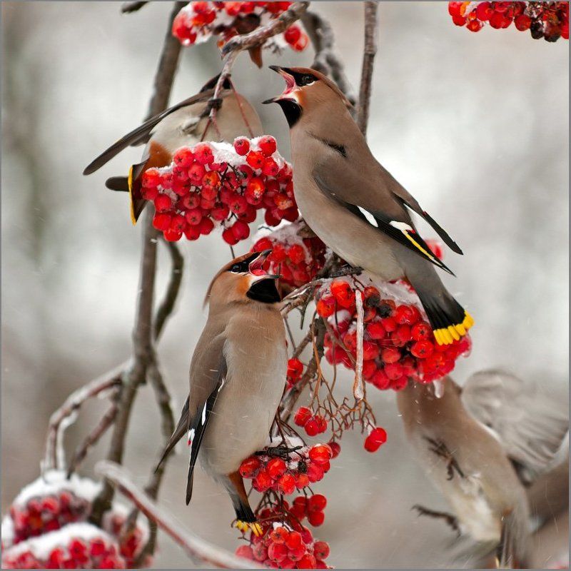 свиристель Из жизни свиристелей.photo preview