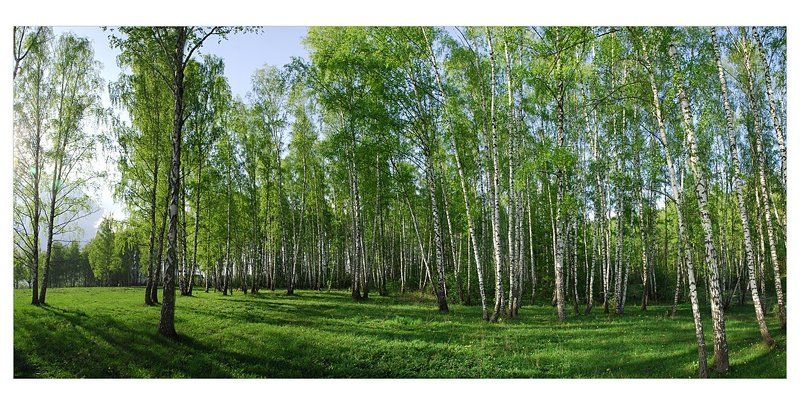 любовь, весна, березы березовая рощаphoto preview