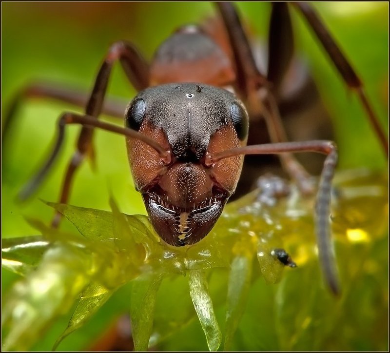 макро,муравей,фауна, Муравьишка.photo preview