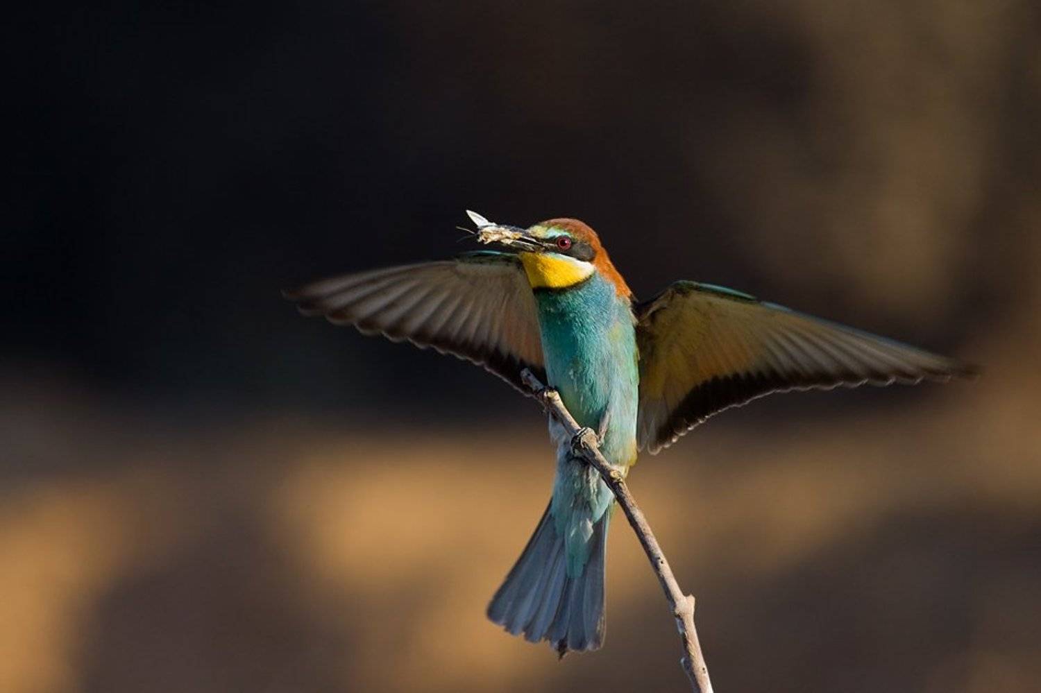 золотистая, щурка, Alena