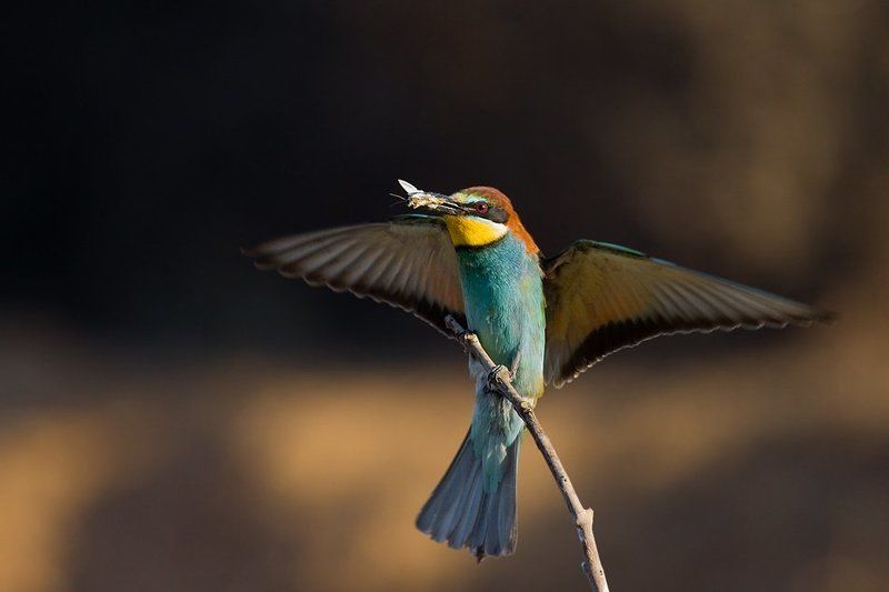 золотистая, щурка с мольюphoto preview