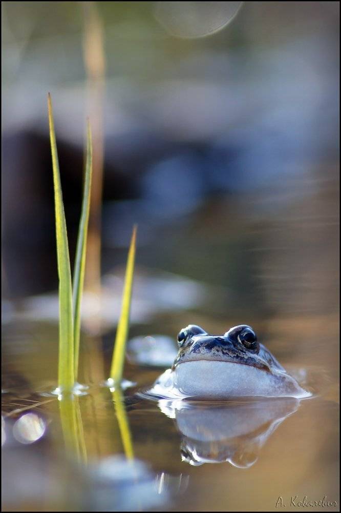 лягушка, Ковалевич А.