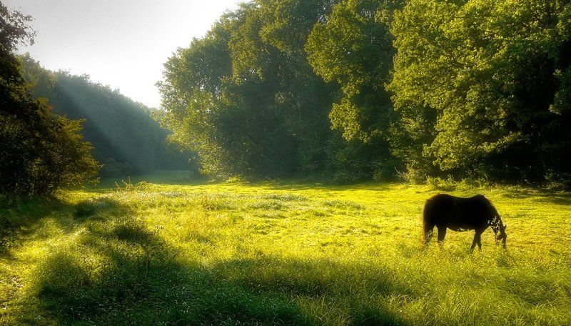 Утро на полянеphoto preview