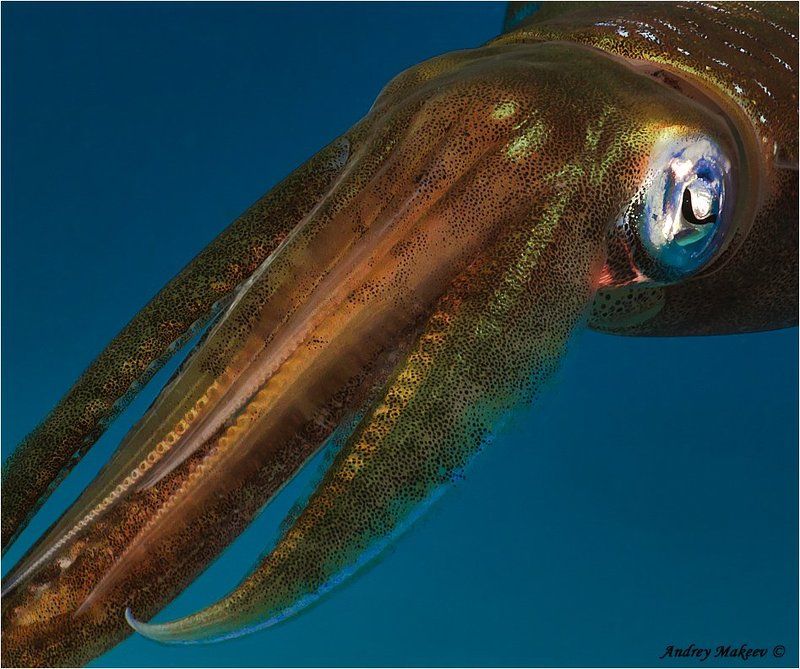 красное море, кальмар, самэц Кальмар натуральный...photo preview