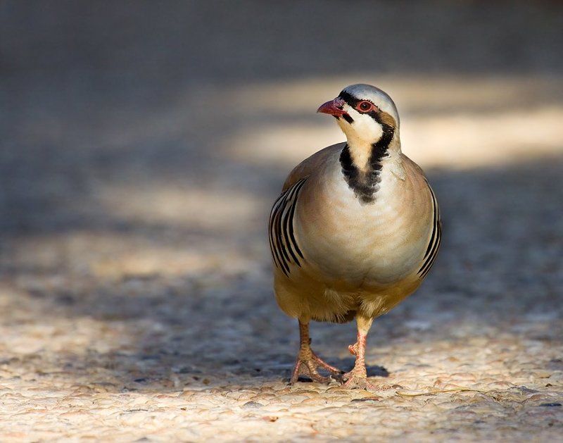 каменная, куропатка, или, кеклик выходящий в свет....photo preview