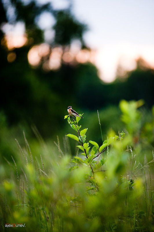 птица,лето,закат краски летаphoto preview