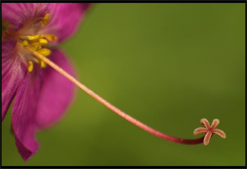 Макроphoto preview